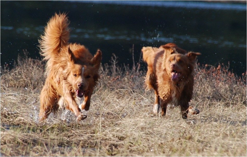 Emil & Troja